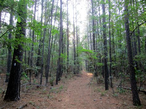 Lone Star Hiking Trail | On the Lone Star Hiking Trail in Sa… | Flickr