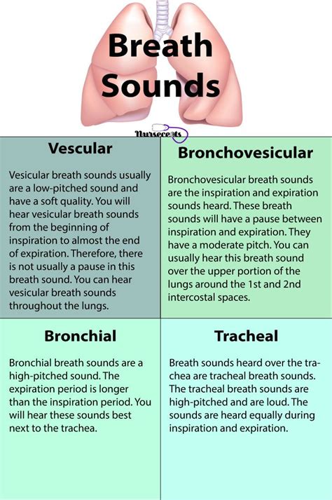 Nursing Health Assessment of the Respiratory System | Nursing school tips, Nursing school notes ...