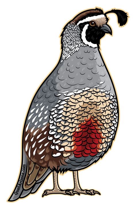 California Valley quail 2nd Gen sticker | Double Aero Guides