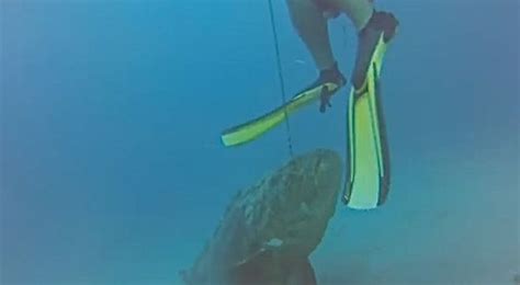 Goliath grouper attacks diver, steals his fish - Men's Journal