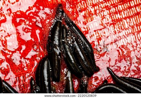 Many Leeches Blood On Leech Farm Stock Photo 2220520839 | Shutterstock