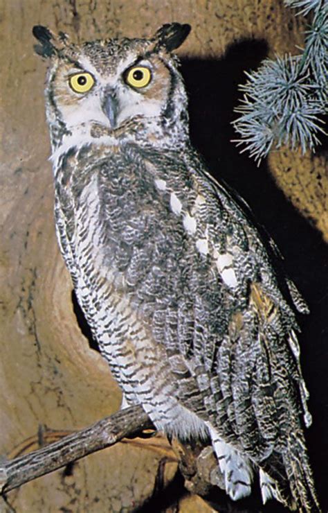 Owl | Types, Species, & Facts | Britannica