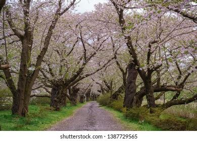 Cherry Blossom Tree Japan Sakura Tree Stock Photo 1387729565 | Shutterstock