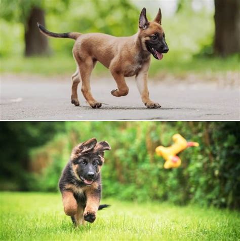 Belgian Malinois vs German Shepherd - Which Is The Best Family Dog ...