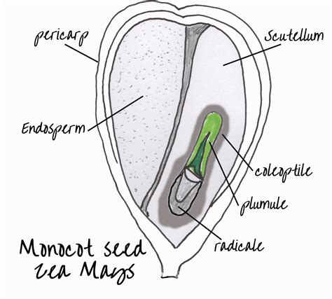 Internal Structure of Dicot and Monocot Seeds | Cc cycle 1, Seeds, 10 commandments