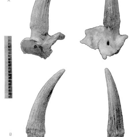 Saiga antelope ( Saiga tatarica ) horns with attached cranial bones... | Download Scientific Diagram