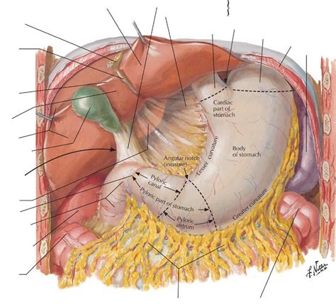 Pin on anatomy