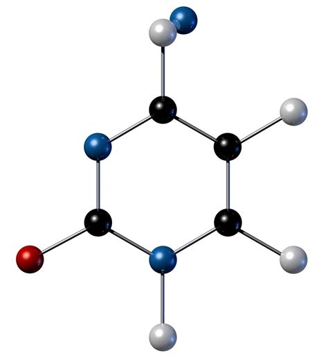 The 4 DNA Bases and Their Strict Pairing Rules - Biology Wise