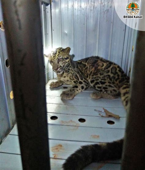 Macan Dahan Top-Predator di Kalimantan Diamankan BKSDA Kalsel - Ditjen Konservasi Sumber Daya ...