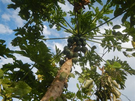 Carica papaya 30 Seeds - Papaya – thegardenofset