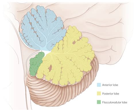 Flocculonodular Lobe Diagram