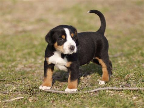 Greater Swiss Mountain Dog For Sale by PETER KELLER - American Kennel Club