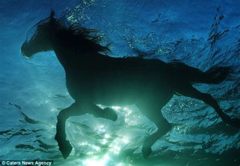 Stunning underwater photos show horses stretching their legs | Daily ...