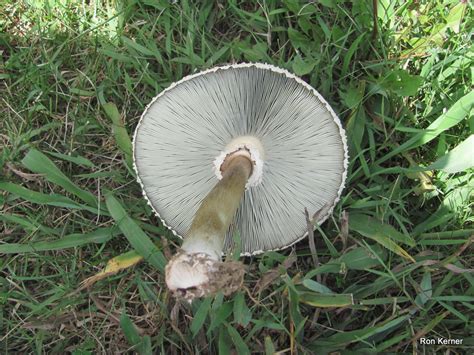 Chlorophyllum molybdites at Indiana Mushrooms