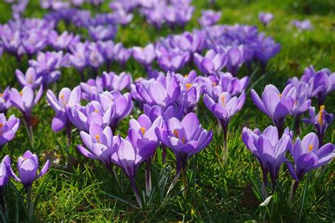 purple crocus flower free image | Peakpx