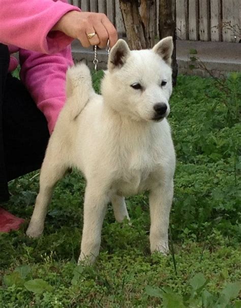 Kishu Ken | Japanese dogs, Dog breeds, Jindo dog