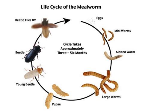 How to Raise Mealworms? - #1 Guide | Atbuz