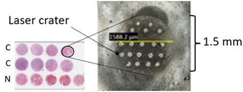 An illustration of the tissue microarray. C, Cancer samples; N, healthy ...