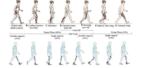 Normal gait cycle vs. gait cycle with prostheses [7] | Download ...