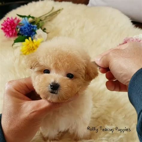 Rolly Pups INC. on Instagram: “💙💙BISCUIT💙💙 Teacup Poodle Male is here ...