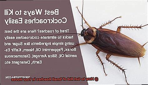 How to Get Rid of Small Roaches in Your House? - All About Roaches