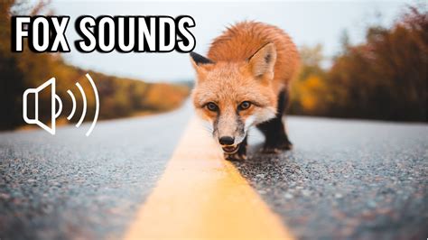 Fox sound: what sounds does a fox make - YouTube