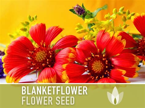 Blanketflower Flower Seeds Heirloom Seeds, Native Wildflower, Drought ...