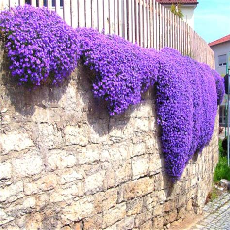 Creeping Thyme Seeds, Multi-color ROCK CRESS Seeds, 100 pcs/bag | Giardini perenni, Piante ...