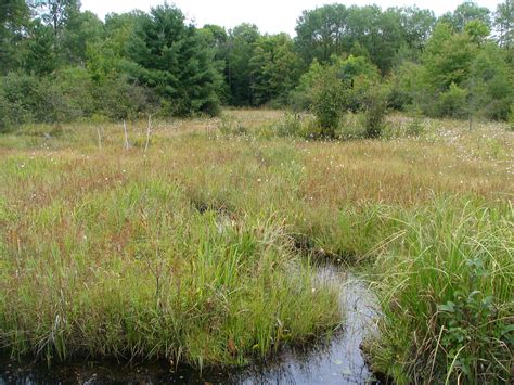 Bogs and Fens