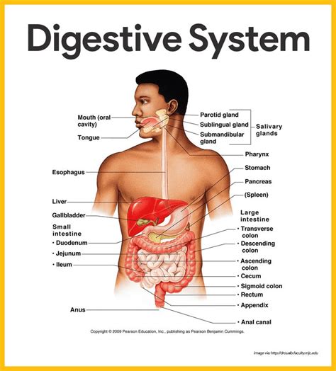 diagram of the human body organs labeled in english