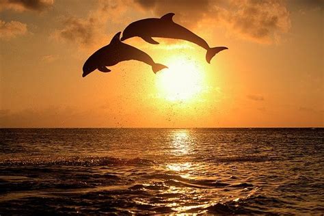 Dolphins Jumping In The Sunset | dolphin jumping in sunset ocean River ...