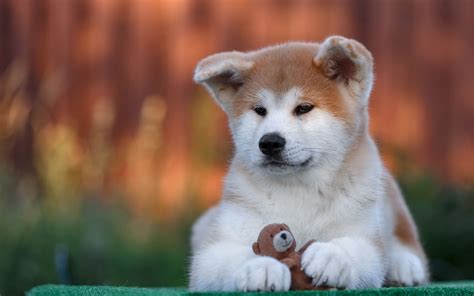 Akita Inu, 4k, pets, cute animals, dogs, puppy | Amor perruno, Razas de ...