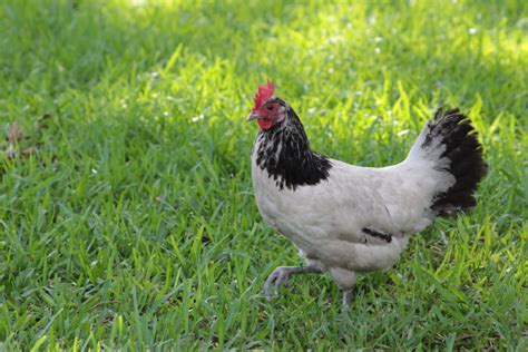 Breed Profile: Lakenvelder Chicken - Backyard Poultry