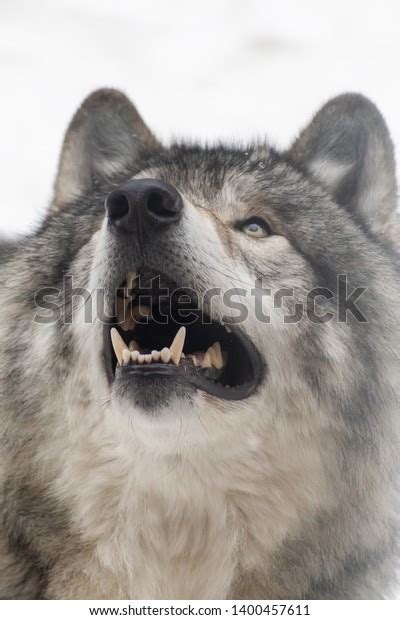 6 Pack Wolves Ready Attack Images, Stock Photos & Vectors | Shutterstock