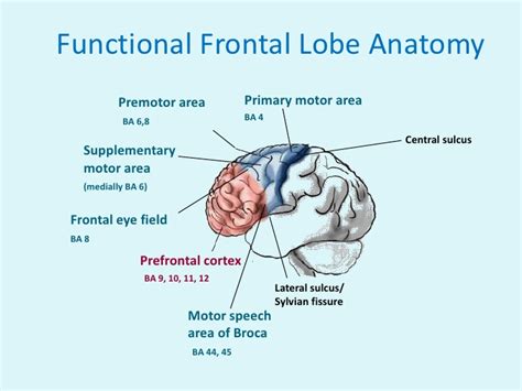 Frontal Lobe and Pathology