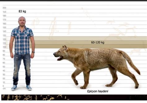 Size comparison of a 6 ft man to the extinct prehistoric dog Epicyon haydeni. Epicyon was the ...