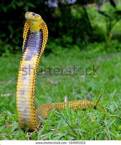 68 Philippine King Cobra Images, Stock Photos & Vectors | Shutterstock