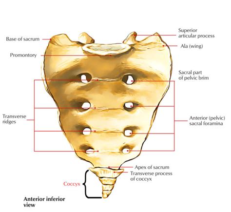 Coccydynia : Causes, Symptoms, Diagnosis & treatment - Mobile