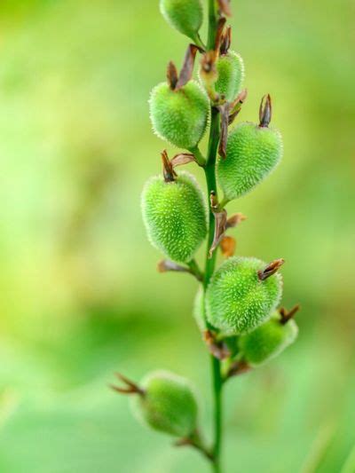 Canna Seed Propagation - How To Germinate Canna Lily Seeds