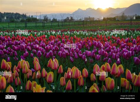 Tulip field at sunrise Stock Photo - Alamy