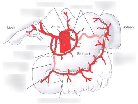 Branches of the coeliac trunk Diagram | Quizlet