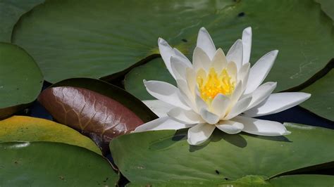 Powell River in Photos: Water Lilies