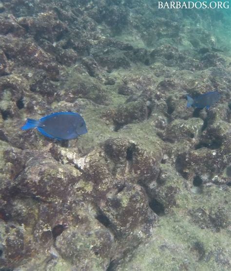 Colourful tropical fish and healthy coral reefs await you in the warm waters off Barbados. There ...