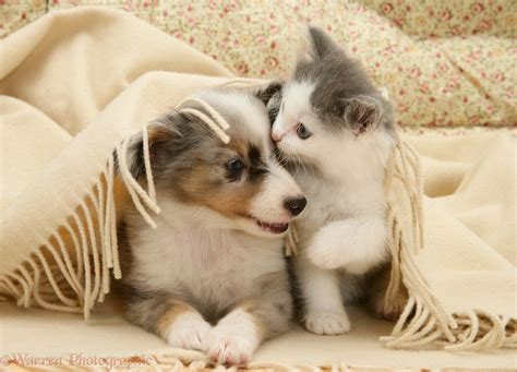 "Don't worry," said a cute little kitty cat to her puppy pal. "Let me ...