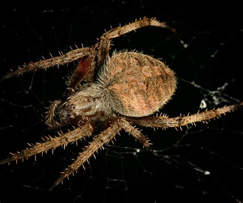 Spider Macro Free Photo Download | FreeImages