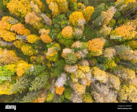 Fall forest landscape view from above. Colorful nature background ...