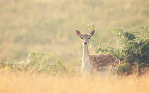 Spotted deer, deer, fawns, baby animals, animals HD wallpaper ...