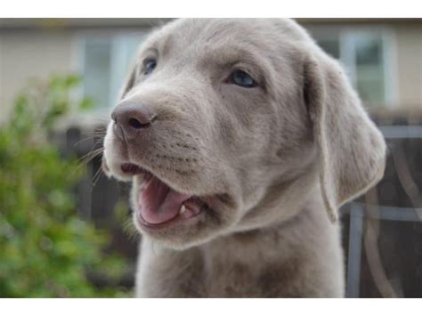 Silver Lab puppies available Ceres - Puppies for Sale Near Me