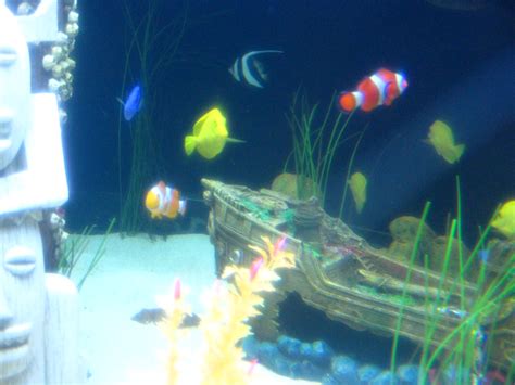 MOA Aquarium - Finding Nemo Tank | This tank had all the dif… | Flickr