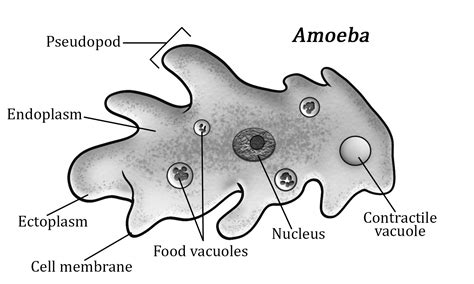 Amoeba Diagram Labeled In Color